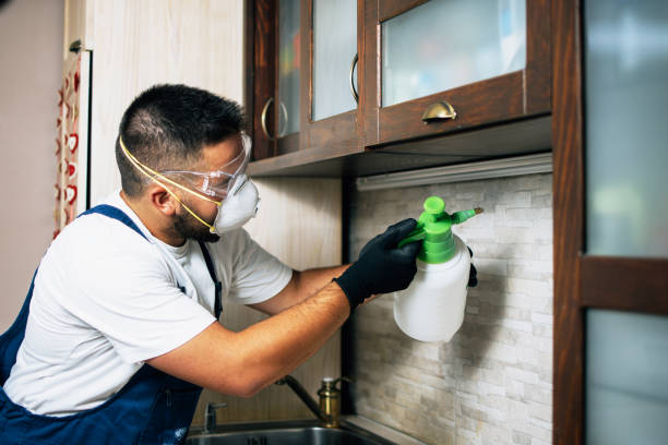 Best Termite Control Services  in Homedale, ID
