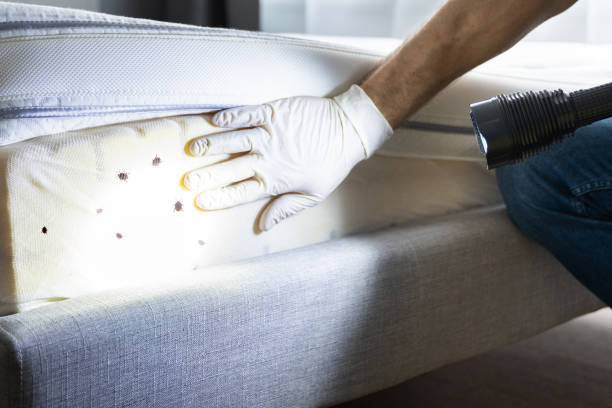 Best Pest Removal Services  in Homedale, ID