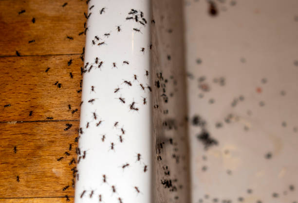Best Best Pest Control Companies  in Homedale, ID