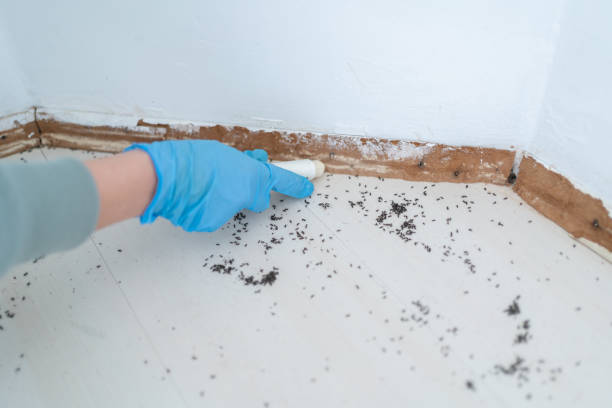 Best Residential Pest Control  in Homedale, ID